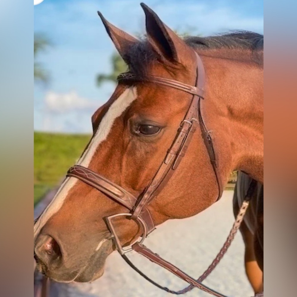 Beval Heritage wide noseband bridle